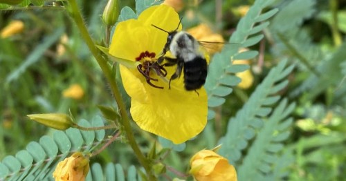 A bumblebee pollinates a bright yellow flower surrounded by green foliage.
