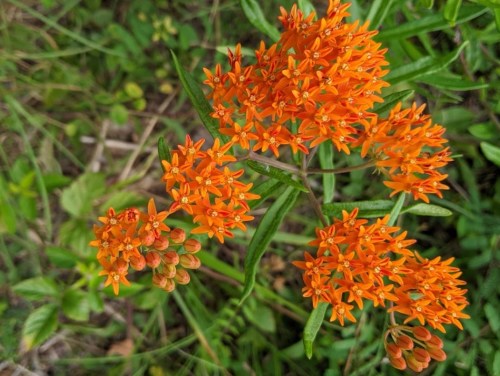 Bright orange clusters of flowers with green leaves in a natural setting.