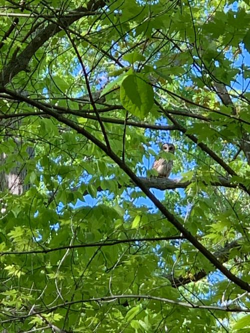 A small owl perched on a branch, surrounded by vibrant green leaves and a clear blue sky.