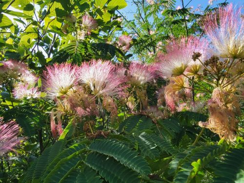 A vibrant cluster of pink and white fluffy flowers surrounded by green leaves under bright sunlight.