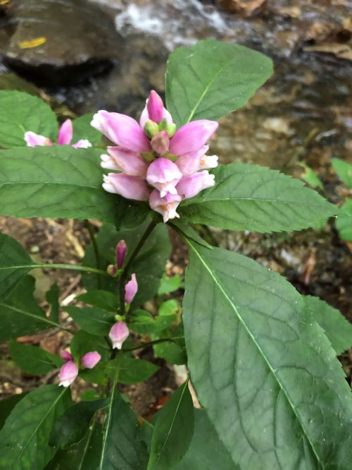 A cluster of pink flowers with green leaves near a flowing stream.