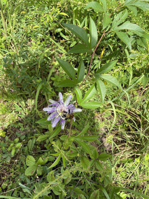 A purple flower surrounded by green leaves and grass, with a bee resting on one of the petals.