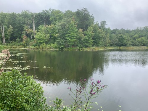 A serene lake surrounded by lush greenery and trees, with a cloudy sky reflecting on the water's surface.