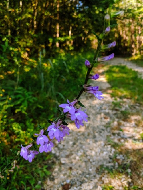 A close-up of purple flowers growing along a gravel path in a lush, green forest.
