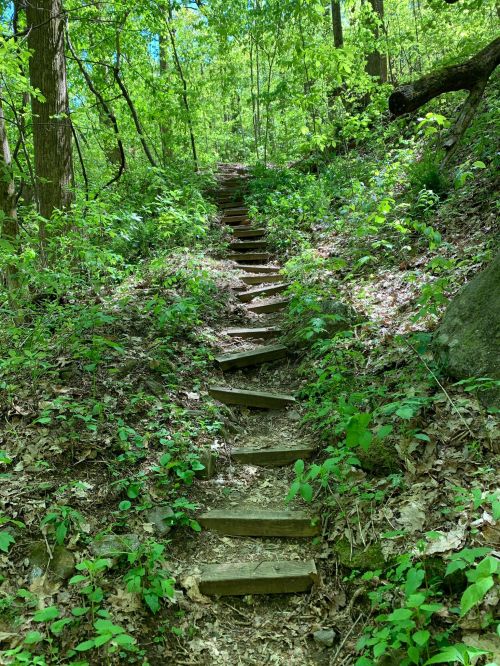 A winding wooden staircase leads up through a lush green forest, surrounded by trees and foliage.