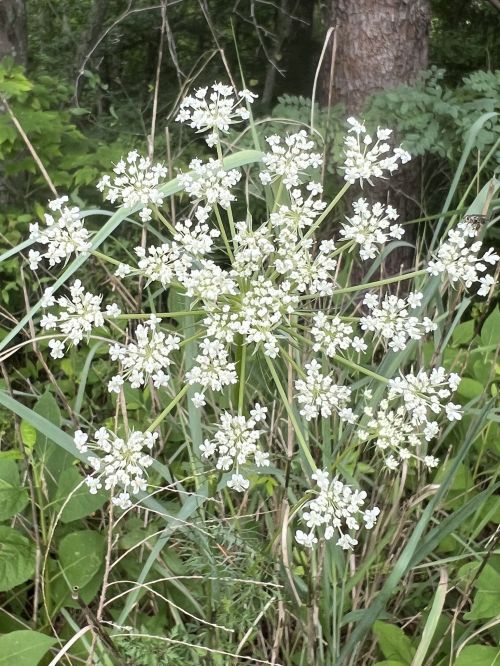 A cluster of small white flowers on tall green stems, surrounded by lush green foliage.