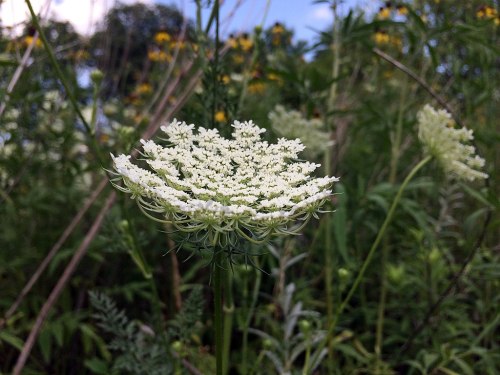 A close-up of a white flowering plant surrounded by green foliage and other wildflowers in a natural setting.