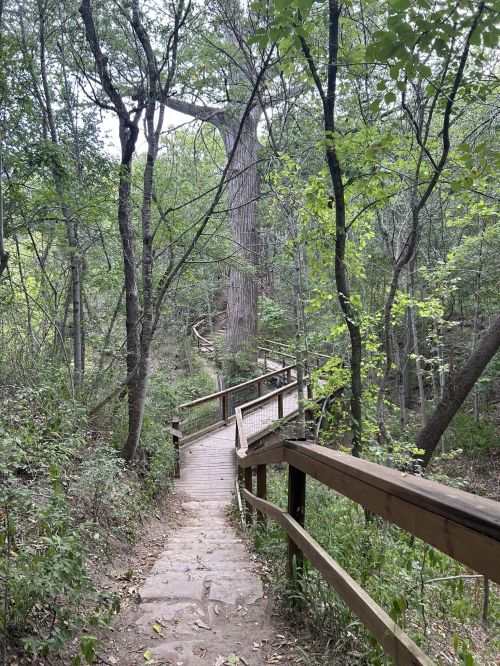 A winding wooden path leads through a lush green forest with tall trees and a serene atmosphere.