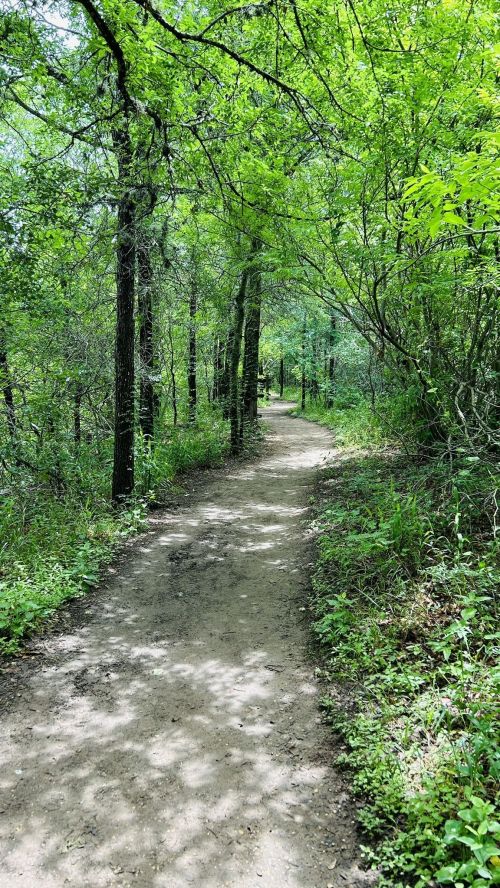 A winding dirt path through a lush, green forest with tall trees and dappled sunlight.