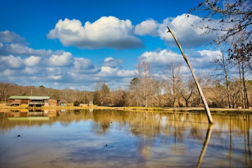 A serene landscape featuring a calm lake, a leaning tree, and fluffy clouds under a blue sky.