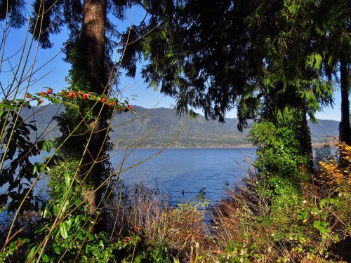 A serene view of a lake framed by trees and shrubs, with mountains in the background under a clear blue sky.