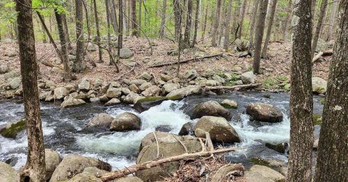 A serene forest scene featuring a flowing river with rocks, surrounded by lush green trees and a peaceful natural setting.
