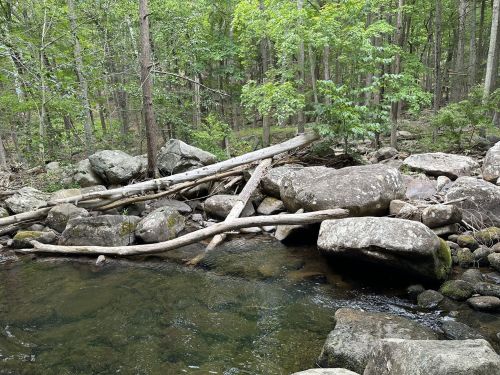 A serene forest scene featuring a stream, large rocks, and fallen logs surrounded by lush greenery.