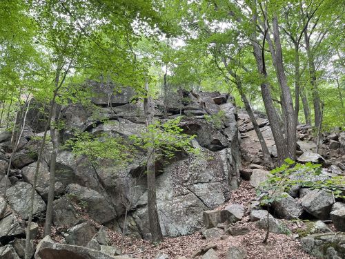 A rocky outcrop surrounded by lush green trees and scattered leaves on the ground.