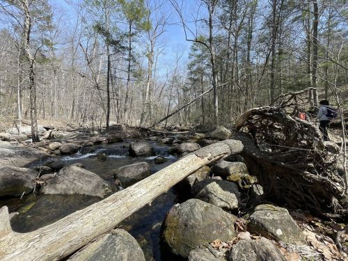 A serene forest scene with a stream flowing over rocks, a fallen tree, and bare trees under a clear blue sky.