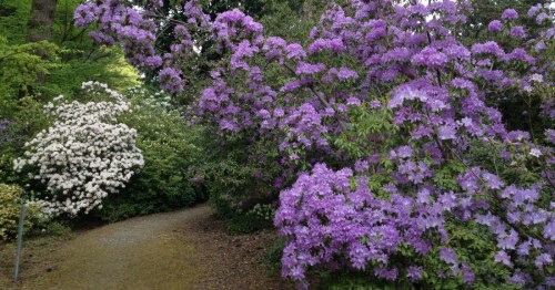 A serene garden path surrounded by blooming purple and white flowers, creating a vibrant and peaceful atmosphere.