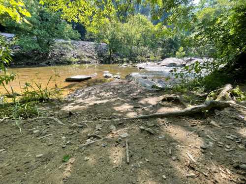 A serene riverbank scene with trees, rocks, and calm water reflecting sunlight in a natural setting.