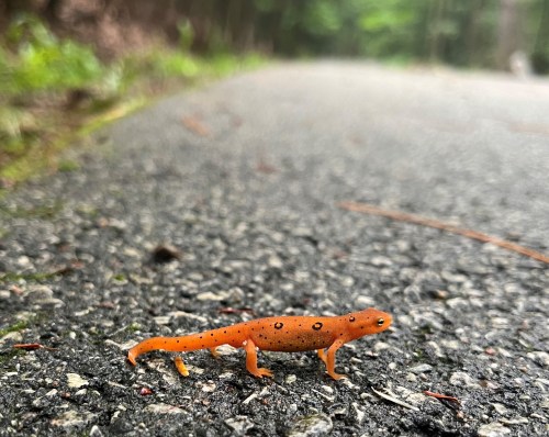 An orange salamander with black spots on a gravel road, surrounded by greenery in a forested area.