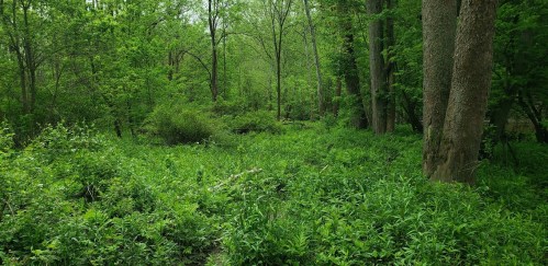 Lush green forest scene with dense foliage and tall trees under a clear sky.