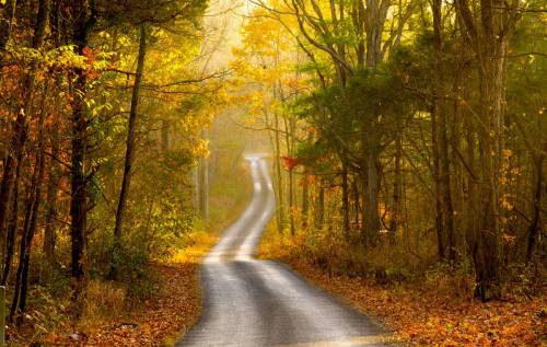 A winding road through a forest with vibrant autumn foliage and soft morning light.