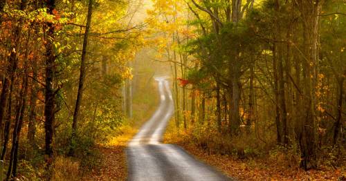 A winding road through a forest with vibrant autumn foliage and soft morning light.