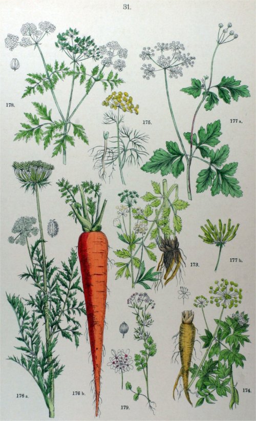 Illustration of various plants, including carrots and herbs, with detailed botanical drawings and labels.