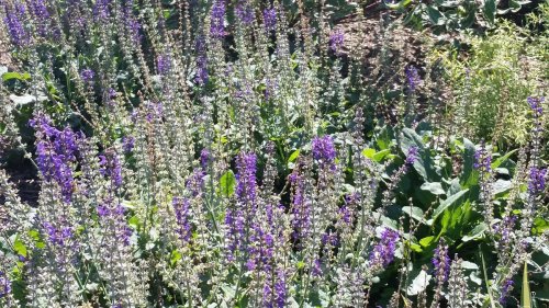 A field of tall purple flowers surrounded by green foliage under bright sunlight.