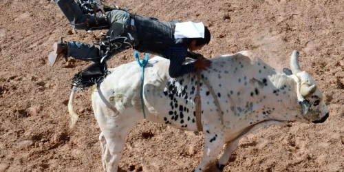 A rider clings to a spotted bull in a rodeo arena, showcasing the thrill of bull riding.