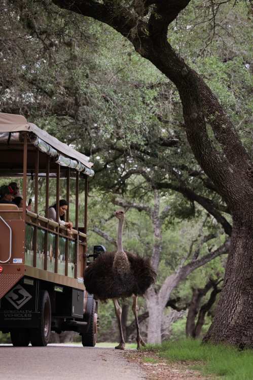 An ostrich walks alongside a safari vehicle with passengers, surrounded by lush trees.