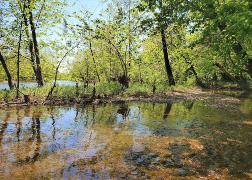 A serene riverbank scene with lush green trees reflecting in calm water under a clear blue sky.
