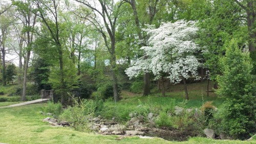 A serene park scene featuring lush green trees and a flowering white tree beside a small stream.