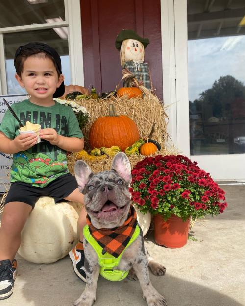 A young boy sits on a pumpkin with a dog, surrounded by hay, pumpkins, and flowers, in a festive autumn setting.