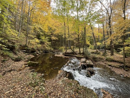A serene forest scene with a flowing stream surrounded by trees in vibrant autumn colors.