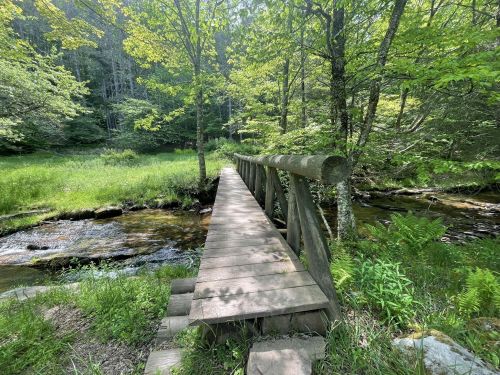 A wooden bridge spans a small stream, surrounded by lush greenery and trees in a serene forest setting.
