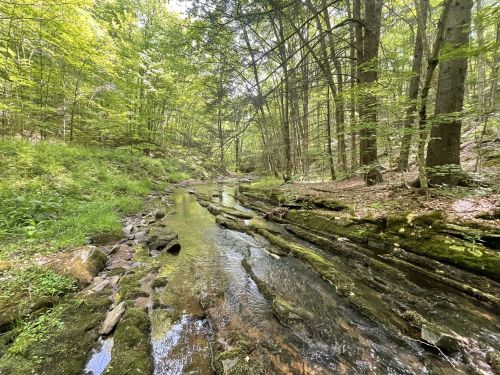 A serene forest scene with a small stream flowing over moss-covered rocks, surrounded by lush green trees.