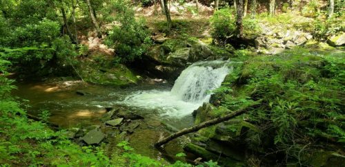 A serene forest scene featuring a small waterfall cascading over rocks, surrounded by lush greenery.