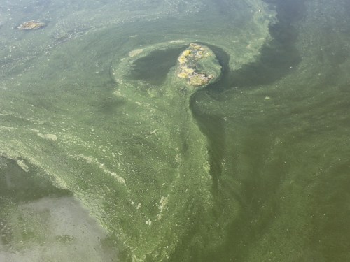 Green algae swirls in water, with a rocky formation partially submerged, creating a textured, organic pattern.
