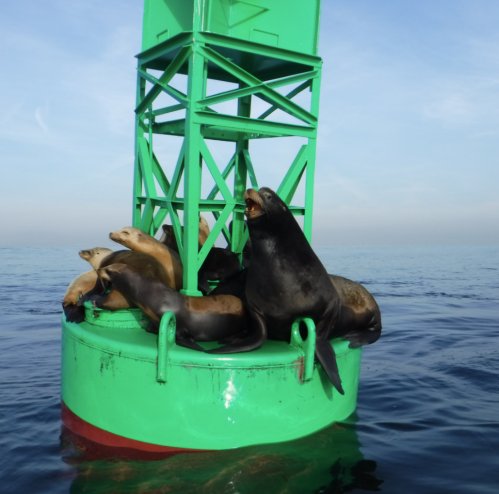 A group of sea lions lounging on a green buoy in calm waters under a clear sky.