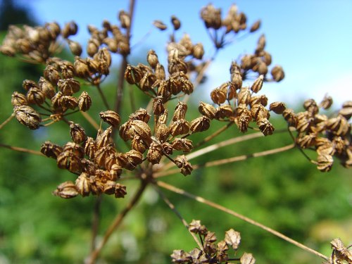 Close-up of dried seed pods on a plant, set against a blurred green background and blue sky.