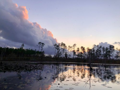 A serene wetland at sunset, with clouds reflecting on the water and silhouettes of trees in the background.