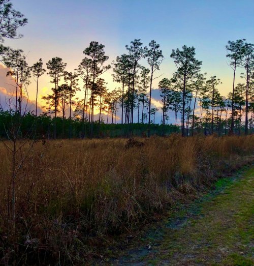 A serene landscape featuring tall trees silhouetted against a colorful sunset sky, with grassy terrain in the foreground.