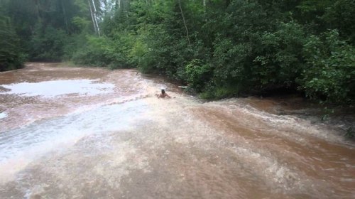 A person swimming in a muddy river surrounded by lush green trees.