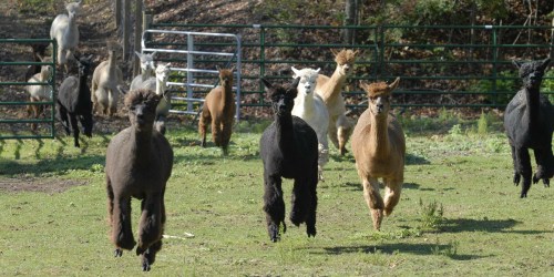 A group of alpacas running across a grassy field, with trees and a fence in the background.