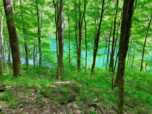 Lush green forest with trees and a serene blue lake visible through the foliage.
