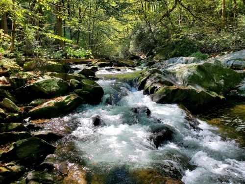 A serene stream flows over rocks in a lush, green forest, surrounded by trees and dappled sunlight.