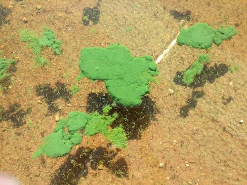 Green algae formations on a sandy riverbed, with clear water revealing the textures and colors beneath.