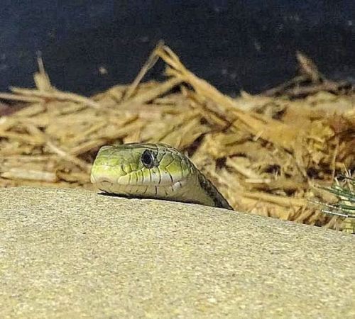 A green snake peeks over a rock, surrounded by dry grass and straw.