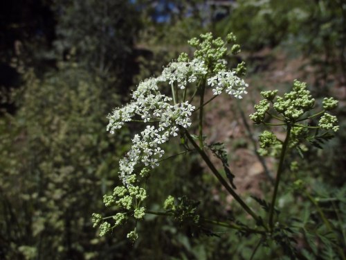A close-up of delicate white flowers on a green plant, surrounded by lush greenery in a natural setting.
