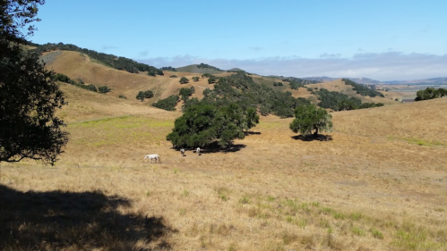 A scenic landscape of rolling hills with sparse trees and dry grass under a clear blue sky.