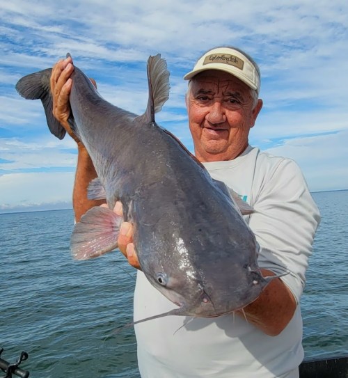 An older man in a cap proudly holds a large catfish while standing by the water under a blue sky.